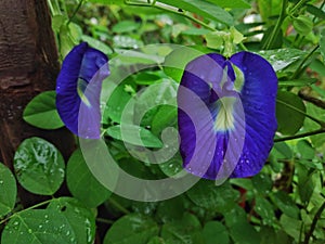 Clitoria ternatea, commonly known as Asian pigeonwings, bluebellvine, blue pea, butterfly pea, cordofan pea or Darwin pea